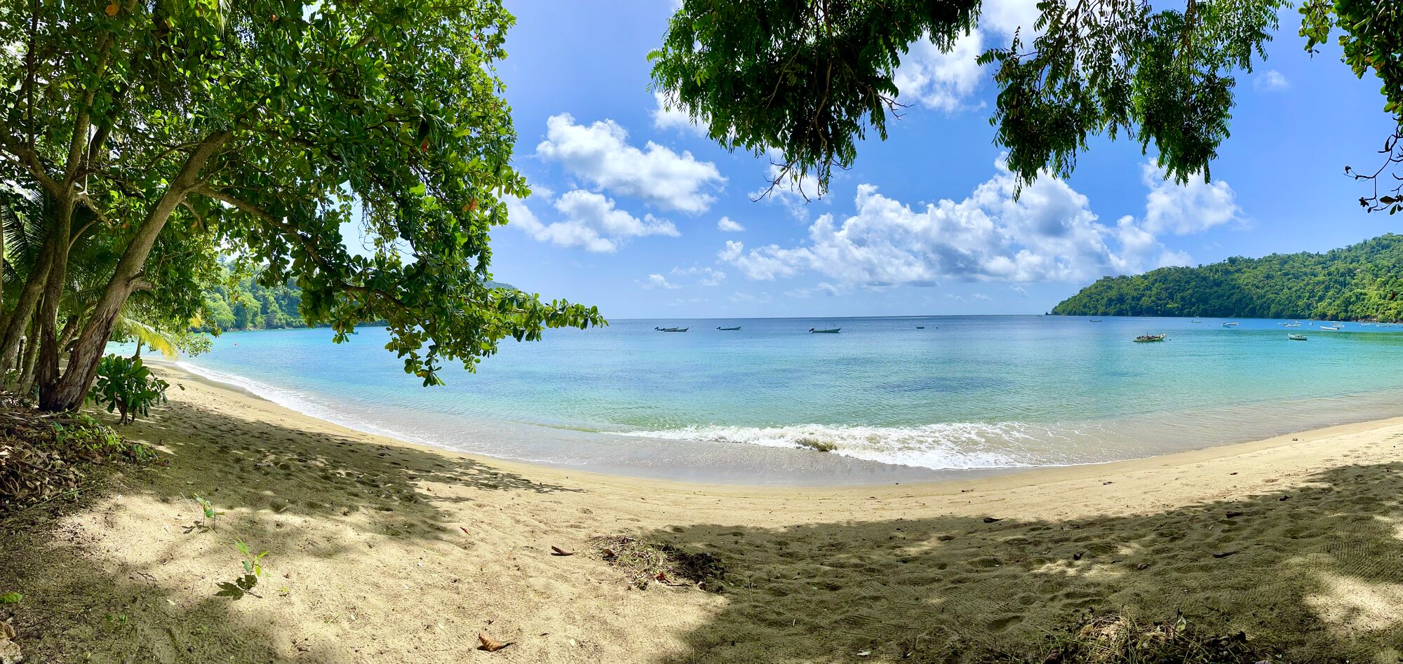 Trees and sky over Man-o-War Bay